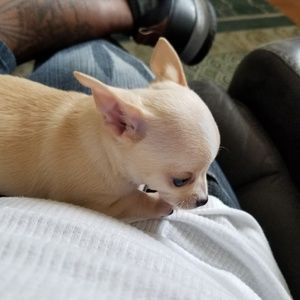 Meet your Posher, Joise